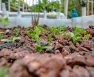 Hydroponic Medium Gravel