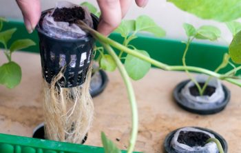 What Size Net Pots To Use