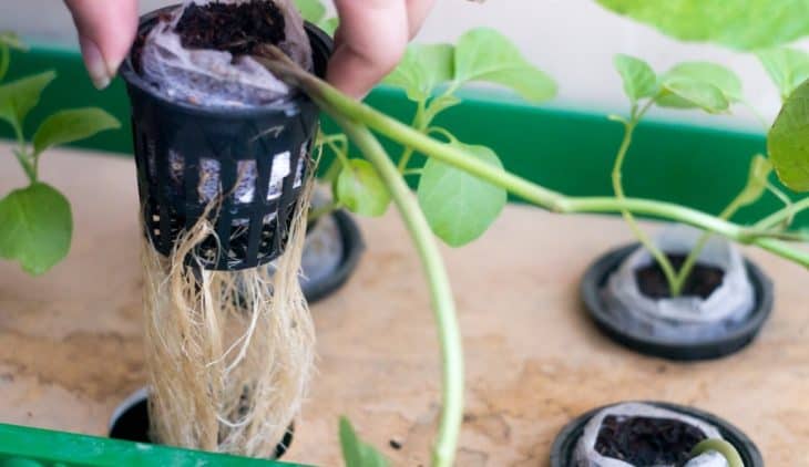 What Size Net Pots To Use