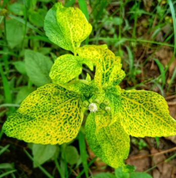 leaves turning yellow during flowering