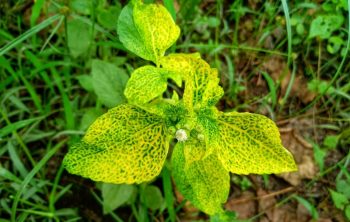 leaves turning yellow during flowering