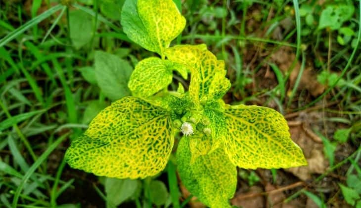 leaves turning yellow during flowering