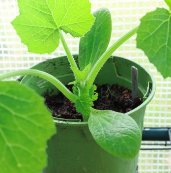 Can You Plant Zucchini In A Pot