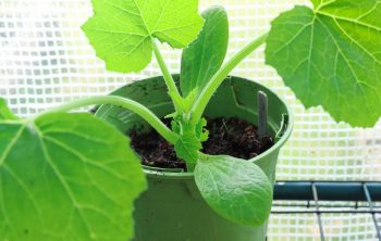 Can You Plant Zucchini In A Pot