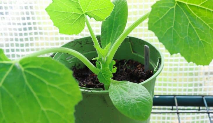 Can You Plant Zucchini In A Pot