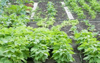 Do Bush Beans Need A Trellis