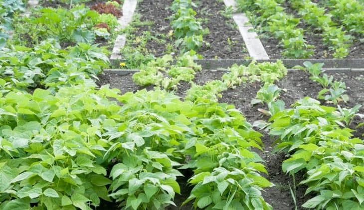 Do Bush Beans Need A Trellis