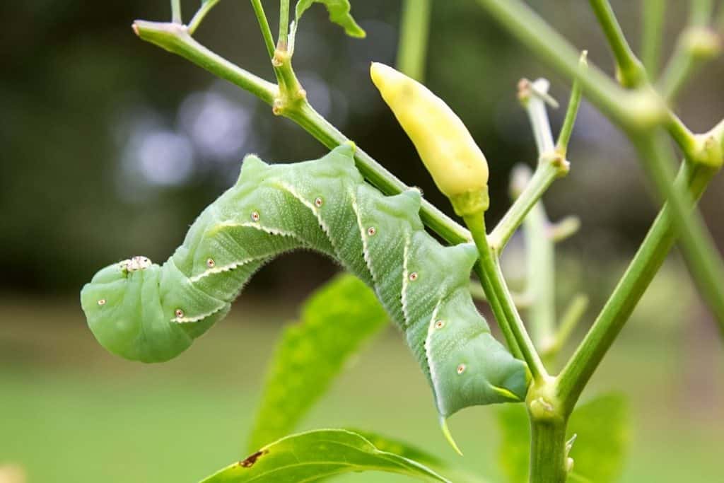 Do Tomato Hornworms Bite: Best Ways to Control - Grower Today