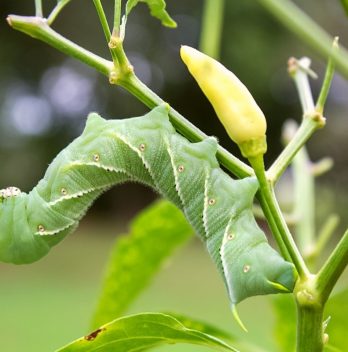 do tomato hornworms bite