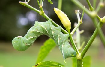 do tomato hornworms bite