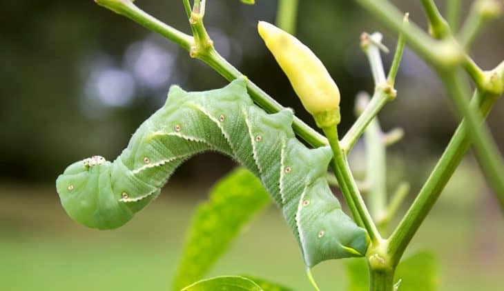 do tomato hornworms bite