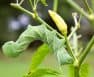 do tomato hornworms bite