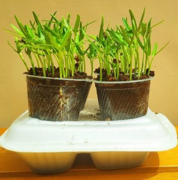 Growing Spinach Indoors Hydroponics