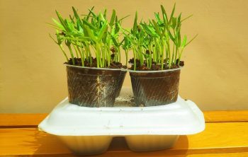 Growing Spinach Indoors Hydroponics