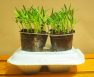 Growing Spinach Indoors Hydroponics