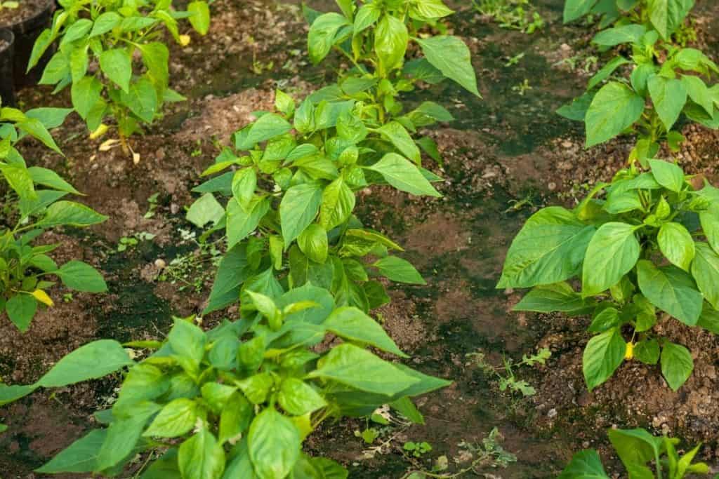 how-far-apart-to-plant-green-peppers-grower-today