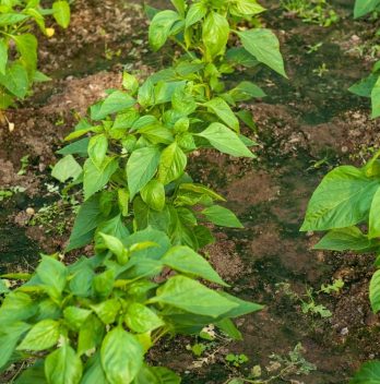 How Far Apart To Plant Green Peppers