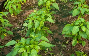 How Far Apart To Plant Green Peppers