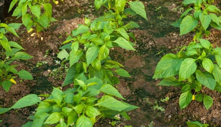 How Far Apart To Plant Green Peppers