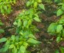 How Far Apart To Plant Green Peppers