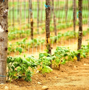 How Far Apart To Plant Pole Beans