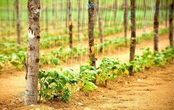 How Far Apart To Plant Pole Beans