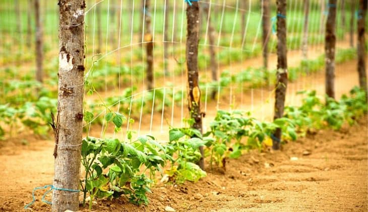 How Far Apart To Plant Pole Beans