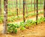 How Far Apart To Plant Pole Beans