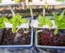 recirculating dwc system