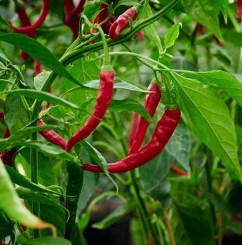 Italian Long Hot Pepper Plants