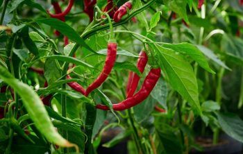 Italian Long Hot Pepper Plants