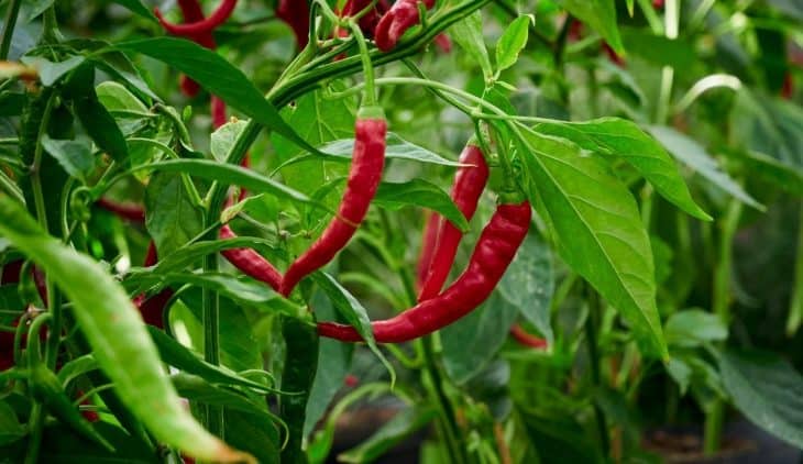 Italian Long Hot Pepper Plants