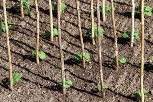 How Far Apart To Plant Pole Beans - Grower Today