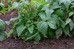 Stringless Green Bean Varieties - Grower Today