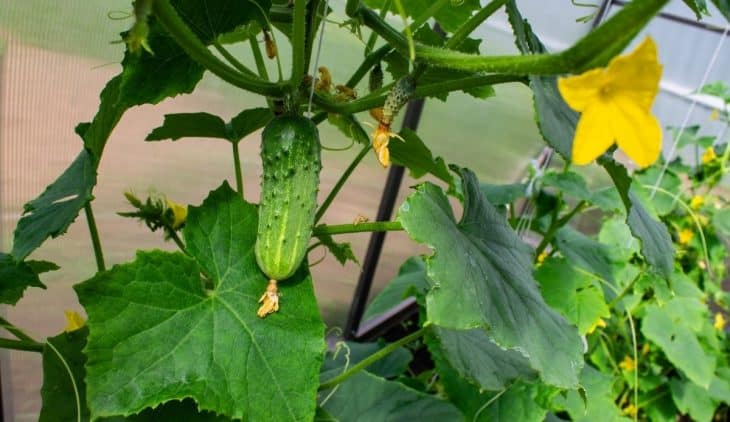 Bush Cucumber