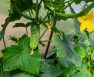 Bush Cucumber