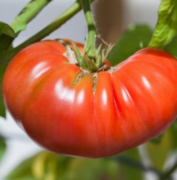 Growing Heirloom Tomatoes