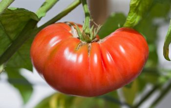 Growing Heirloom Tomatoes