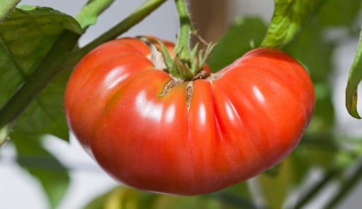 Growing Heirloom Tomatoes