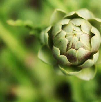 How Many Artichokes Per Plant