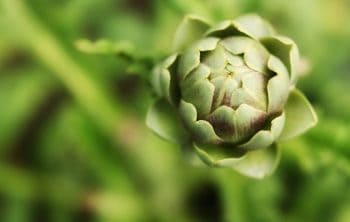 How Many Artichokes Per Plant