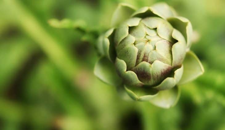 How Many Artichokes Per Plant