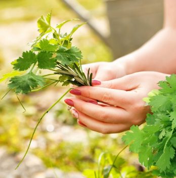 How To Cut Fresh Cilantro From Plant