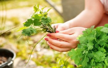 How To Cut Fresh Cilantro From Plant