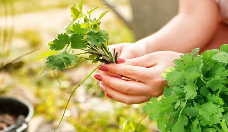 How To Cut Fresh Cilantro From Plant