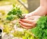 How To Cut Fresh Cilantro From Plant