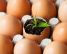 How To Increase Calcium In Soil