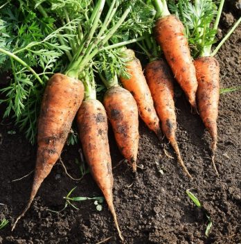 How To Tell When Carrots Are Ready To Pick