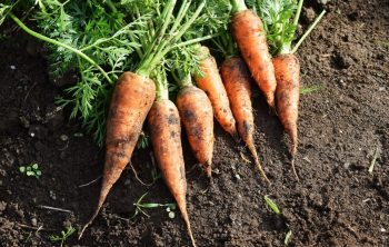 How To Tell When Carrots Are Ready To Pick