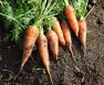 How To Tell When Carrots Are Ready To Pick